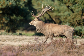 Naklejka na ściany i meble Red deer during mating season