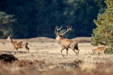Red deer during mating season