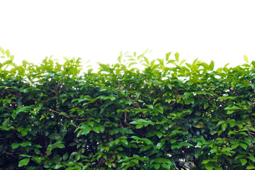 Tree leaf bushes green fence