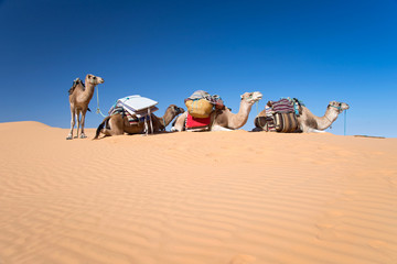 Chameaux dans le désert de dunes de sable du Sahara, Tunisie du Sud