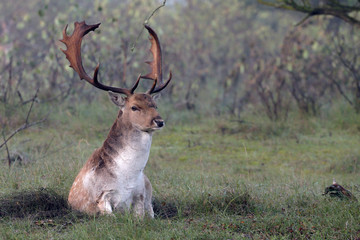 Naklejka na ściany i meble Fallow deer in mating season