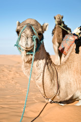 Chameau dans le désert de dunes de sable du Sahara, Tunisie du Sud