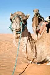 Fotobehang Camel in the Sand dunes desert of Sahara, South Tunisia © Delphotostock