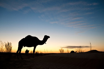 Silhouette of a camel at sunset in the desert of Sahara, South Tunisia