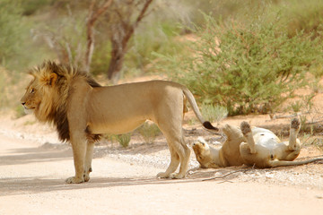 Lew afrykański Panthera leo (samiec i samica) © andrzej_67