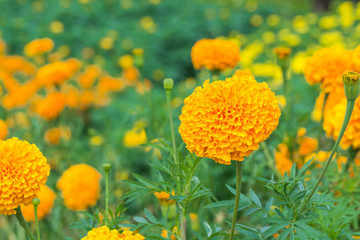 marigold flowers