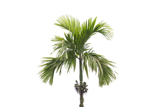betel palm tree isolated on white background