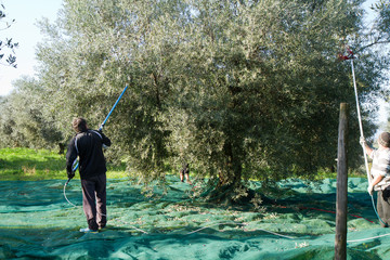 olive picking