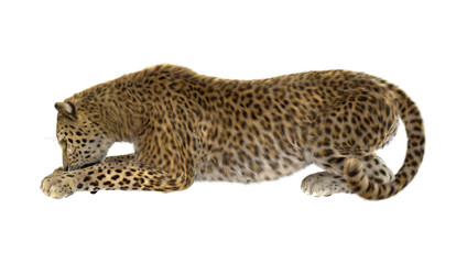 Big Cat Leopard