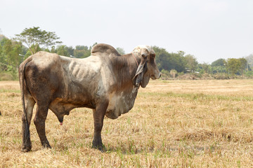 The cow Thailand