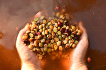 Coffee beans,In the ferment and wash method of wet processing