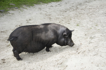 Summer sunny day black fat pig.