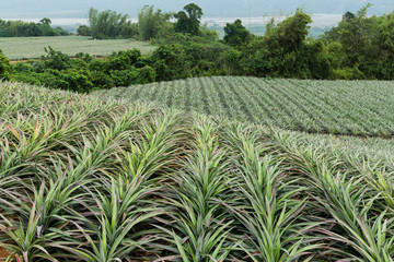 Cultivation of pine apple at TaiWan