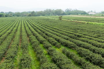 Fototapeta na wymiar Green tea farm