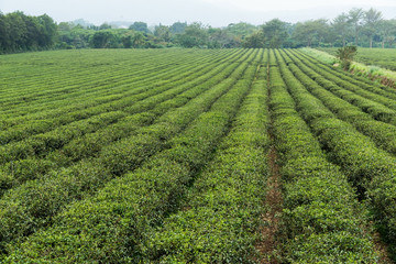 Fototapeta na wymiar Green tea field