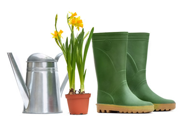 pot de narcisses entre bottes en caoutchouc et arrosoir en métal isolé sur fond blanc 