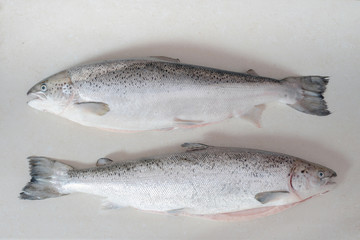Raw salmon fish on table