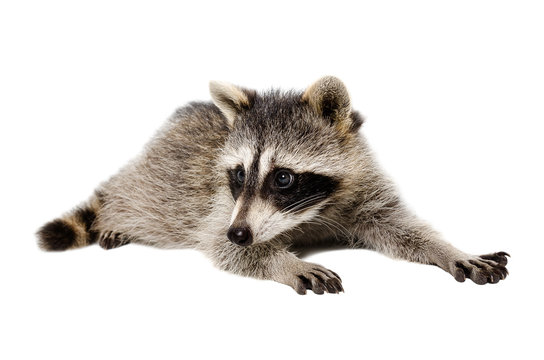 Portrait of a raccoon lying isolated on white background