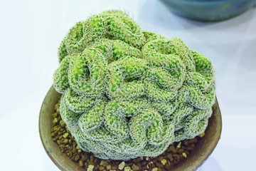 Cactus is a plant that is in the desert. It is perennialdehydration. Therefore, it can be placed in the desert.