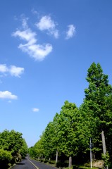 青空と並木道