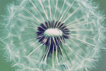 Obrazy  zbliżenie Dandelion z abstrakcyjnym kolorem