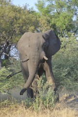 tentative d'intimidation vieux m&acirc;le &eacute;l&eacute;phant Okavango Botswana