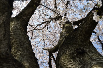 Fototapeta na wymiar 桜を見上げる