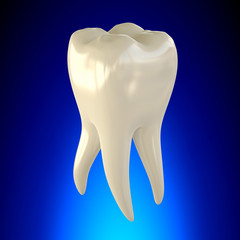 Tooth Molar Healthy