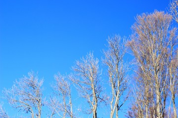 Trees without leaves