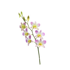 Naklejka na ściany i meble Beautiful orchid flower on white background,with clipping path.