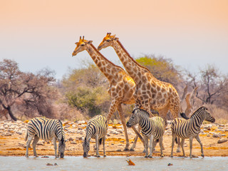 Fototapeta Giraffes and zebras at waterhole obraz