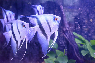 The fish in the cabinet, bright colors.