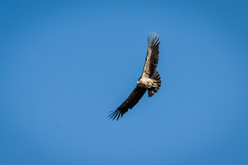 Condors flying in Colca Canyon, Peru