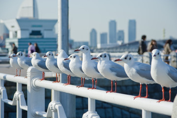 横浜市山下公園の海鳥たち © FotoCat