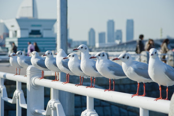 横浜市山下公園の海鳥たち