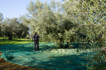 Obraz na płótnie Canvas olive picking