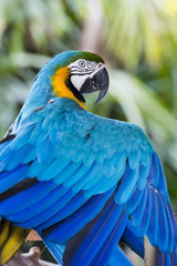 Blue Macaw on the nature, detail portrait