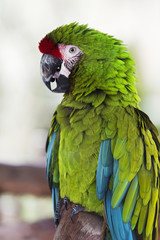 Fototapeta na wymiar Green Macaw on the nature, detail portrait
