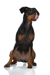 Hund schleckt sich das Maul