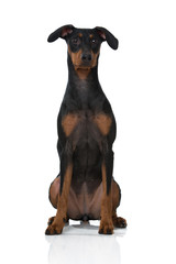 Pinscher