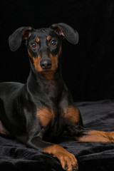 Pinscher