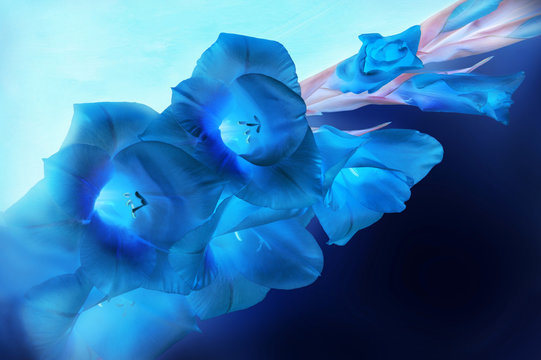Gladiolus branch with blue flowers and buds