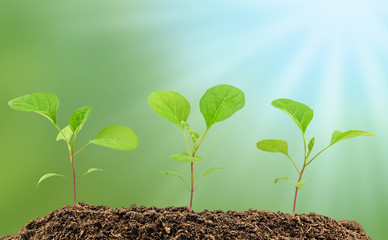 Young eggplant seedlings