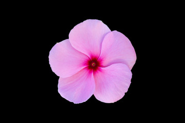 Beautiful Pink Floral isolated on black background, Clipping pat