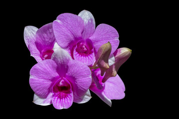 Orchid flower isolated, Clipping path