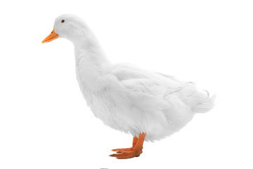 wet duck