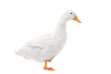 wet duck