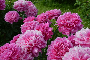 Many big pink peony flowers 