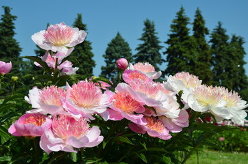 Delicate summer peony flowers
