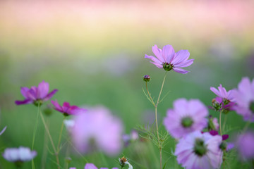 Fototapeta premium 武庫川コスモス園